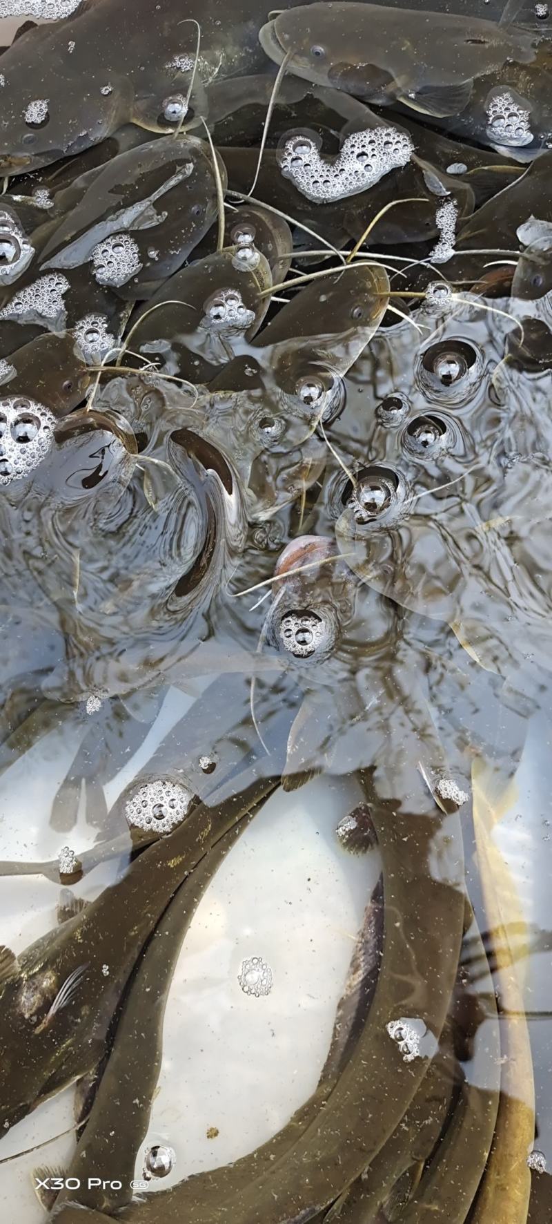 土鲶鱼大量有货需要的联系