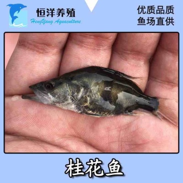 2021桂花鱼苗鳜鱼苗贵鱼苗翘嘴淡水季鱼苗