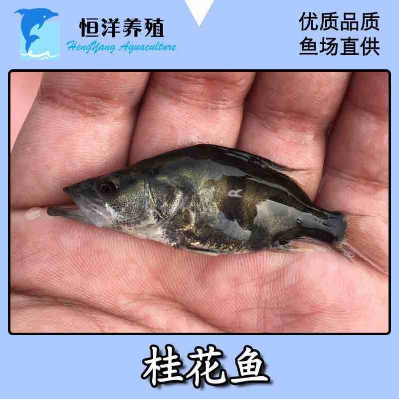 2021桂花鱼苗鳜鱼苗贵鱼苗翘嘴淡水季鱼苗