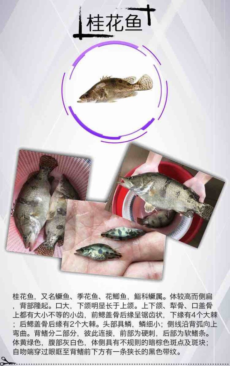 2021桂花鱼苗鳜鱼苗贵鱼苗翘嘴淡水季鱼苗