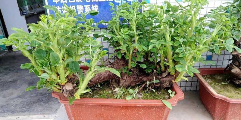 可食用观赏玫瑰老桩玫瑰
