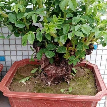 可食用观赏玫瑰老桩玫瑰