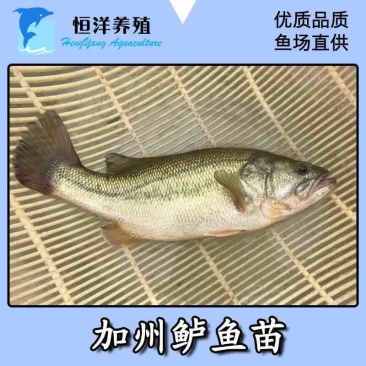 2021鲈鱼苗加州鲈鱼苗淡水大口黑鲈苗路亚鱼苗宝石鲈鱼苗