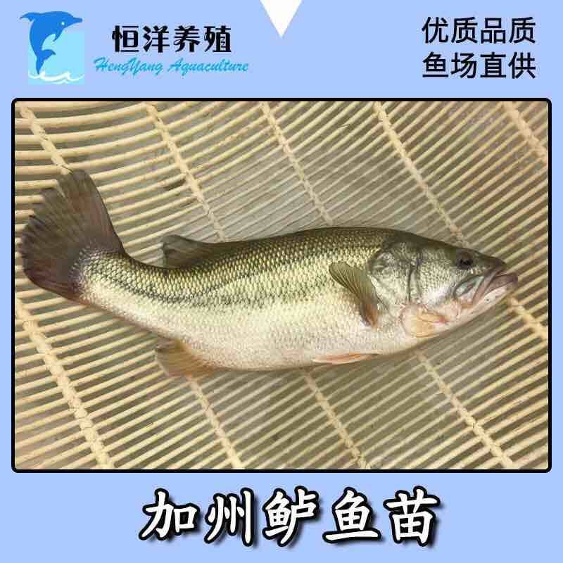 2021鲈鱼苗加州鲈鱼苗淡水大口黑鲈苗路亚鱼苗宝石鲈鱼苗