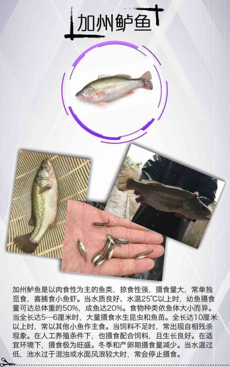 2021鲈鱼苗加州鲈鱼苗淡水大口黑鲈苗路亚鱼苗宝石鲈鱼苗