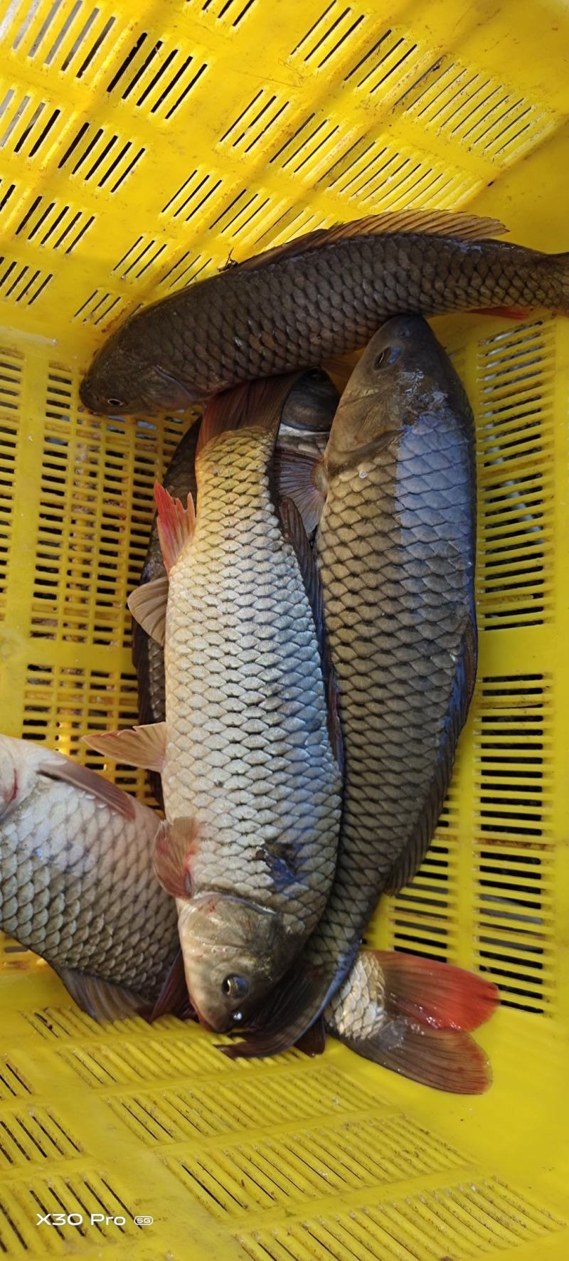 沂河放生小鲤鱼需要的联系了大量有货