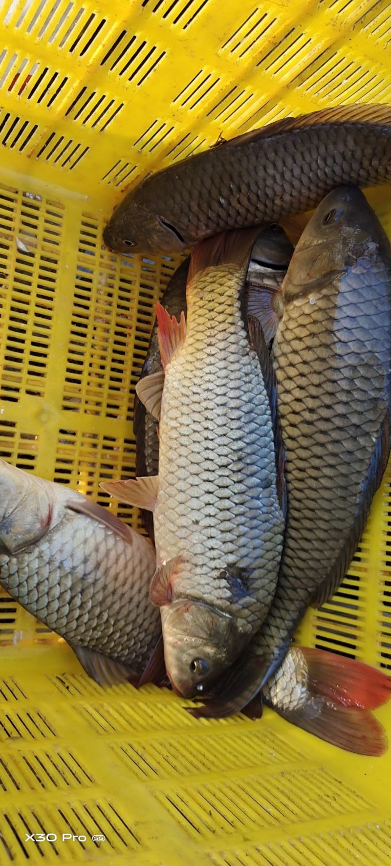 沂河放生小鲤鱼需要的联系了大量有货