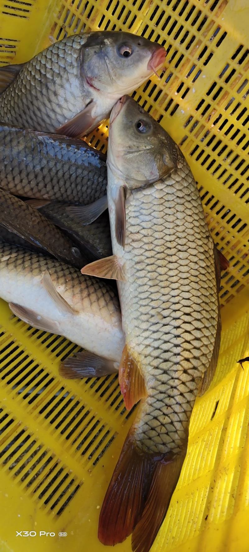 沂河放生小鲤鱼需要的联系了大量有货
