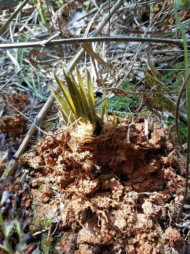 正宗野生冬笋春笋纯野生竹笋高山竹林原生态