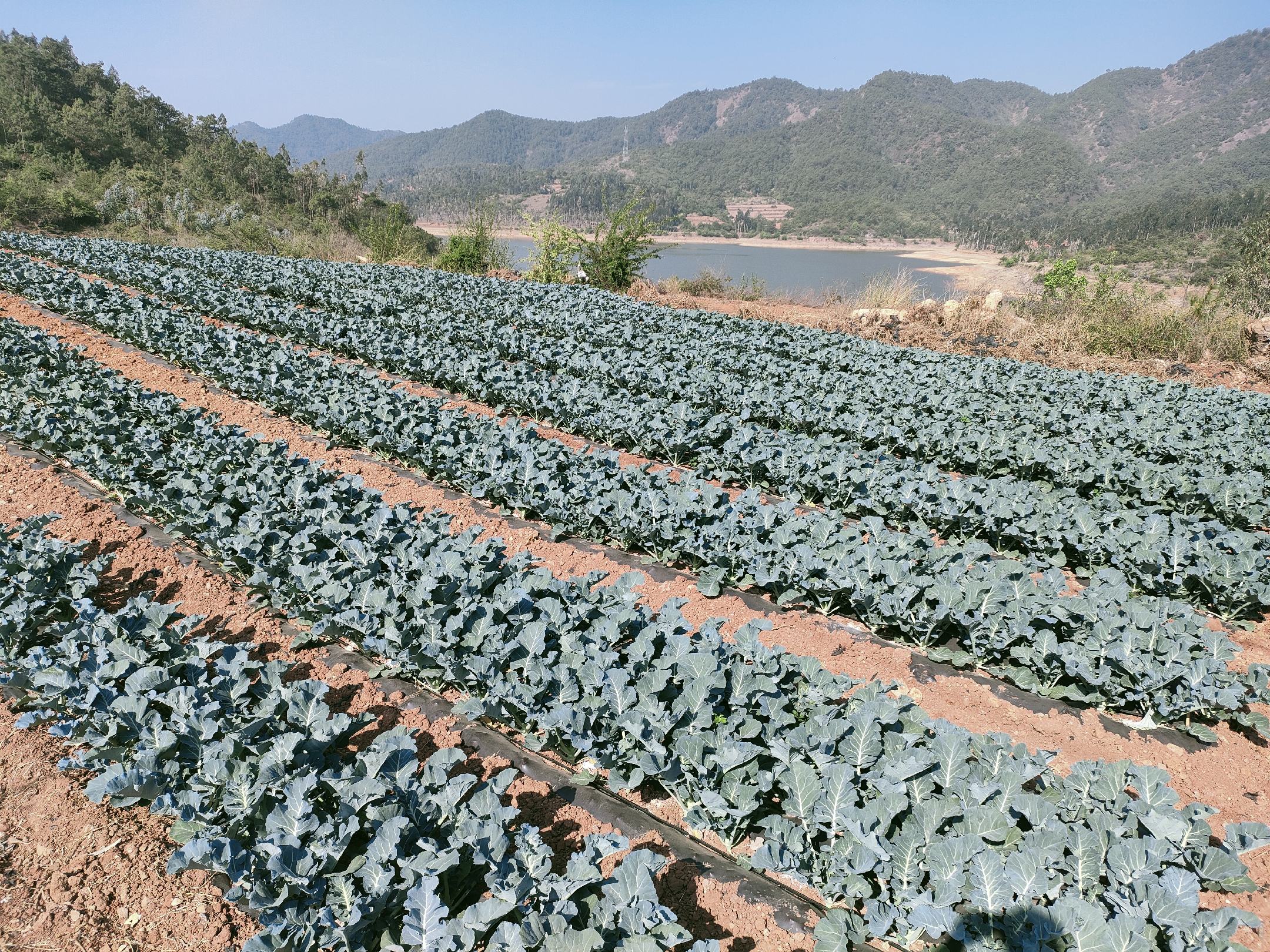 羽衣甘蓝与西兰花在厨房中的摆放图