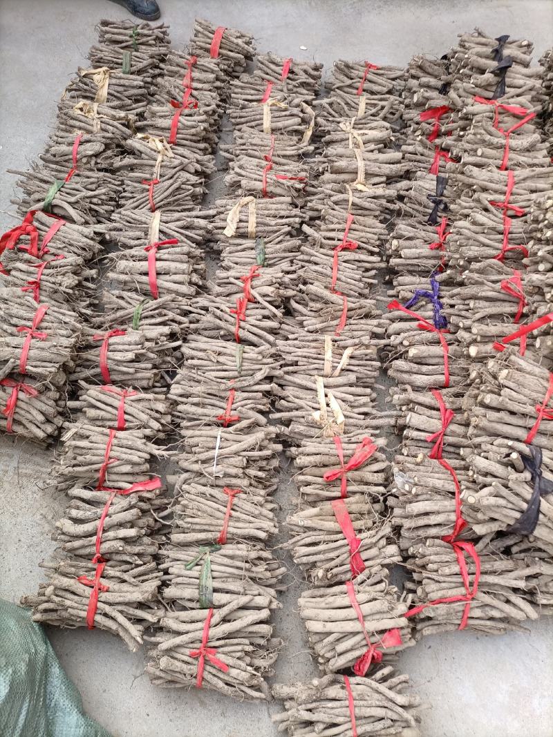 低价出售批发泡桐种根