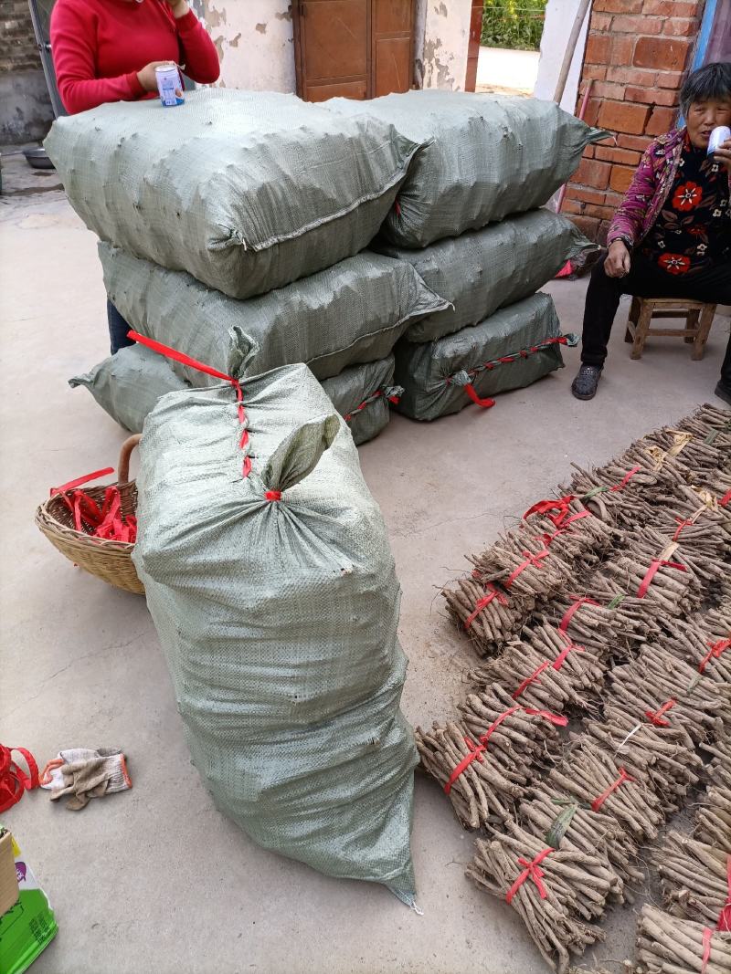 低价出售批发泡桐种根