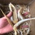 角鱼六角鱼角肉红头鱼鱼干咸鱼海鲜干货