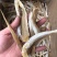 角鱼六角鱼角肉红头鱼鱼干咸鱼海鲜干货