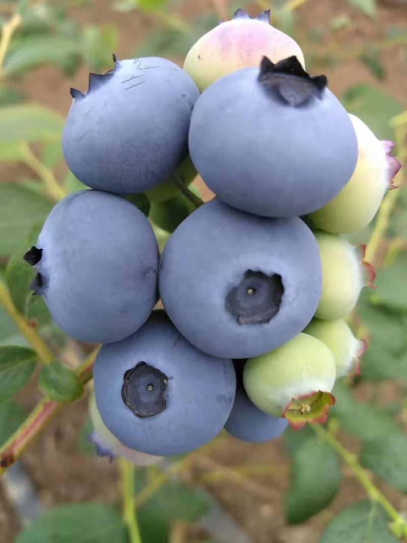 绥中蓝莓花香L25大量供货