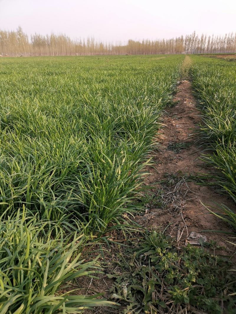 韭菜，紫根韭菜根，头刀韭菜，没打过农药的韭菜。
