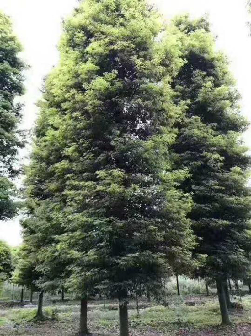 四川正宗金丝楠木小叶桢楠1到50公分基地批发！大小齐全！