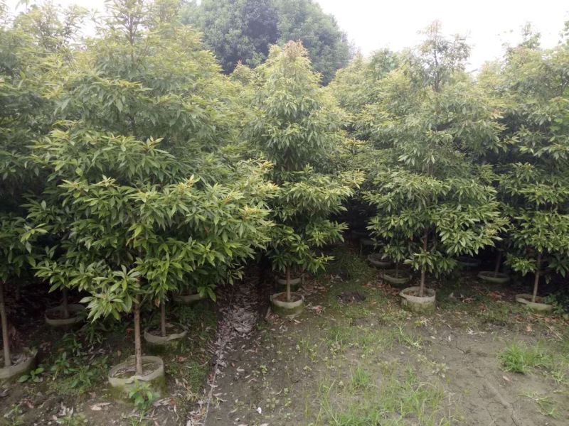 四川正宗金丝楠木小叶桢楠1到50公分基地批发！大小齐全！