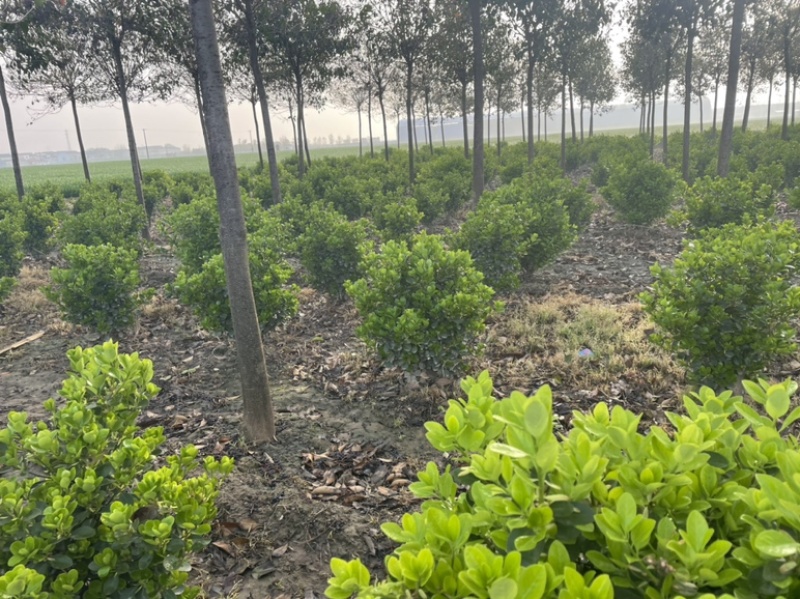 基地直发各个规格的大叶黄杨小苗，黄杨球。需要的联系。