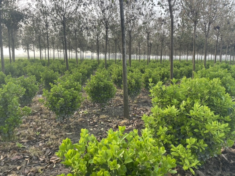 基地直发各个规格的大叶黄杨小苗，黄杨球。需要的联系。