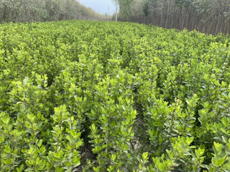 基地直发各个规格的大叶黄杨小苗，黄杨球。需要的联系。