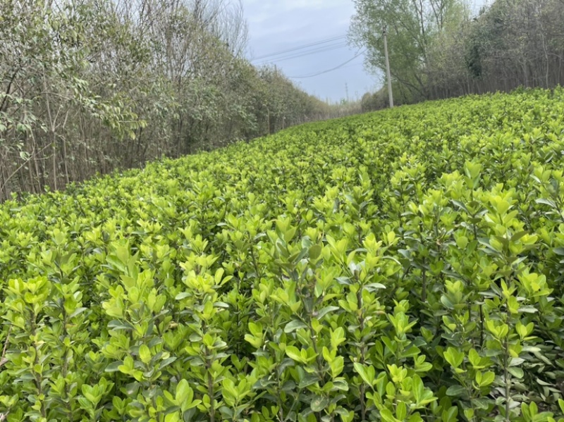 基地直发各个规格的大叶黄杨小苗，黄杨球。需要的联系。