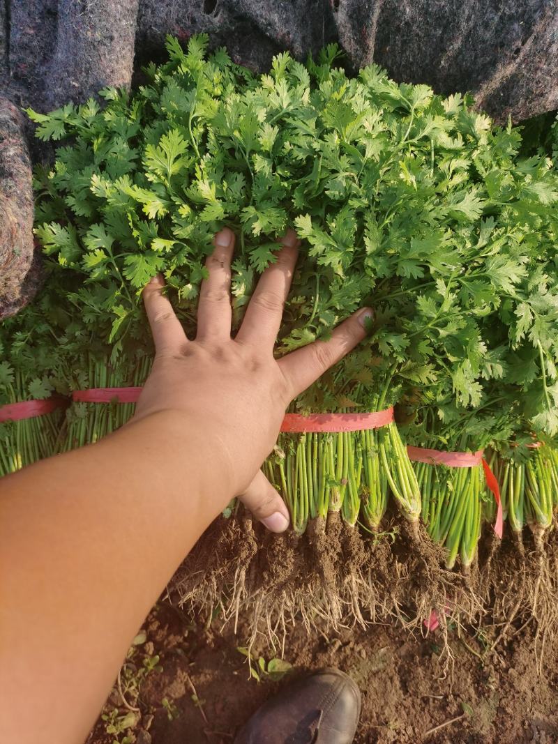 优质莴苣现大量上市，欲购从速。