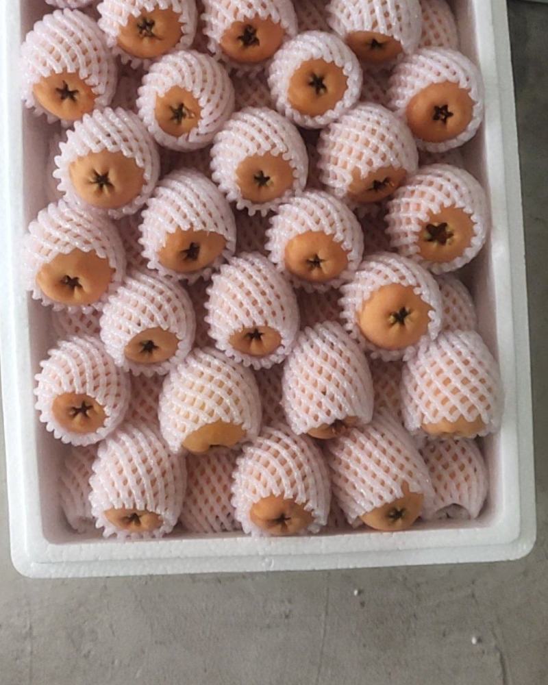 枇杷大量上市需要的联系我
