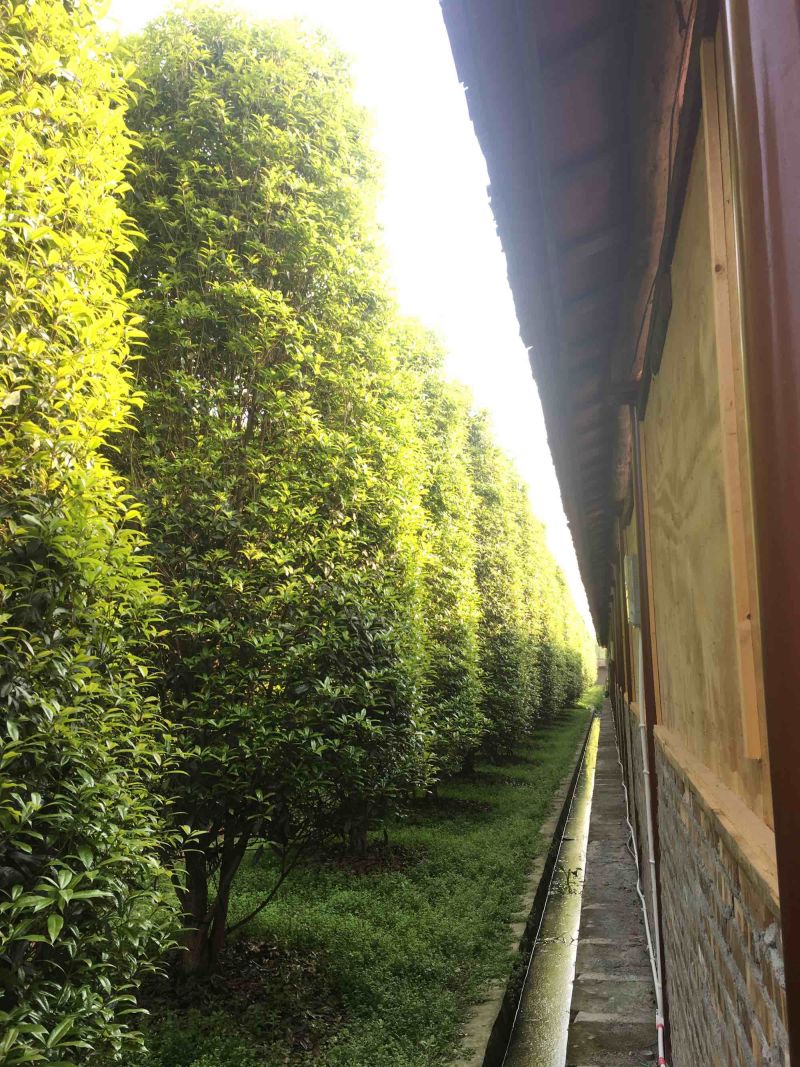 桂花大小规格齐全产地直销品种优良成活率高