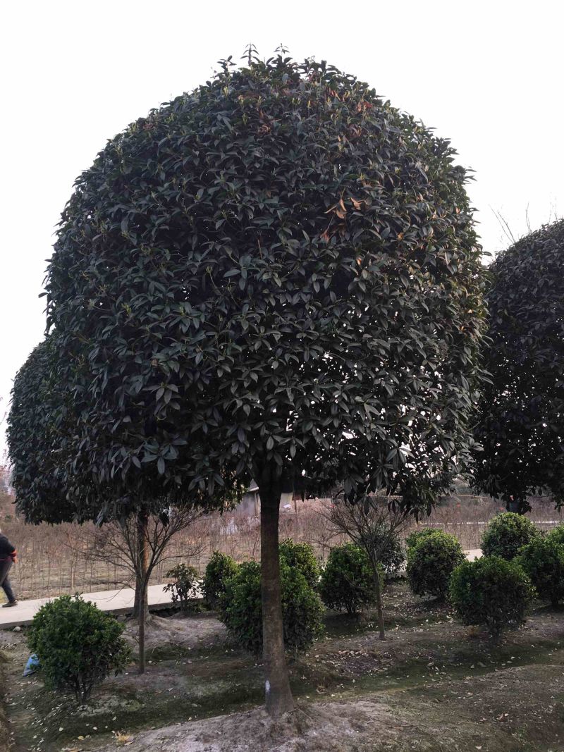 桂花大小规格齐全产地直销品种优良成活率高