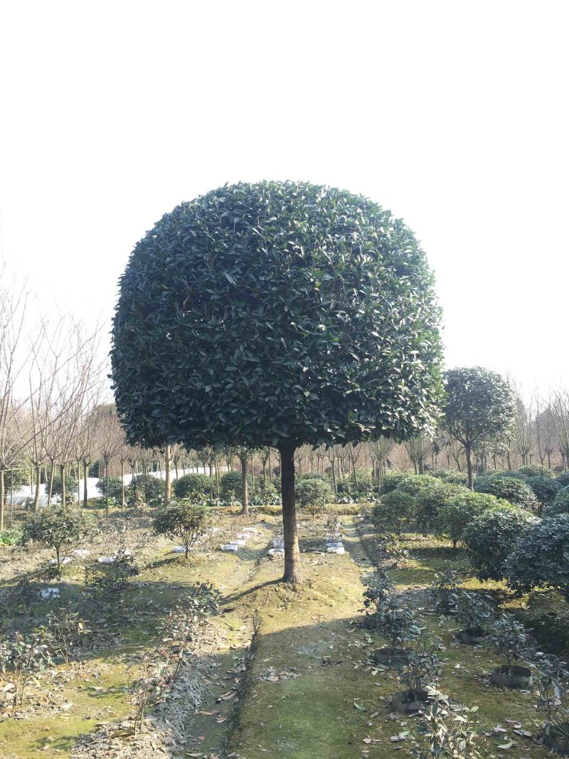 桂花大小规格齐全产地直销品种优良成活率高