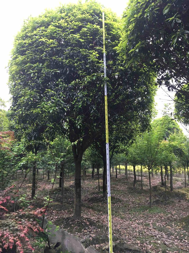 桂花大小规格齐全产地直销品种优良成活率高