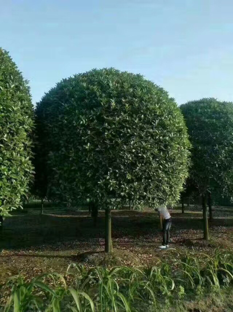桂花大小规格齐全产地直销品种优良成活率高