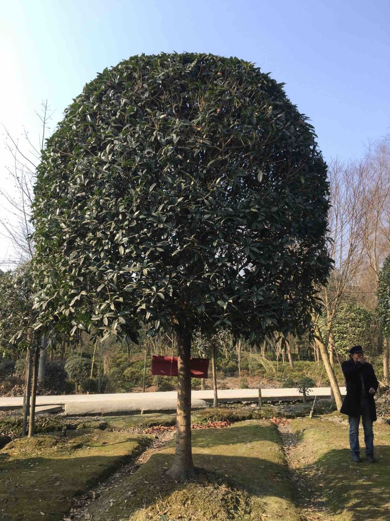 桂花大小规格齐全产地直销品种优良成活率高