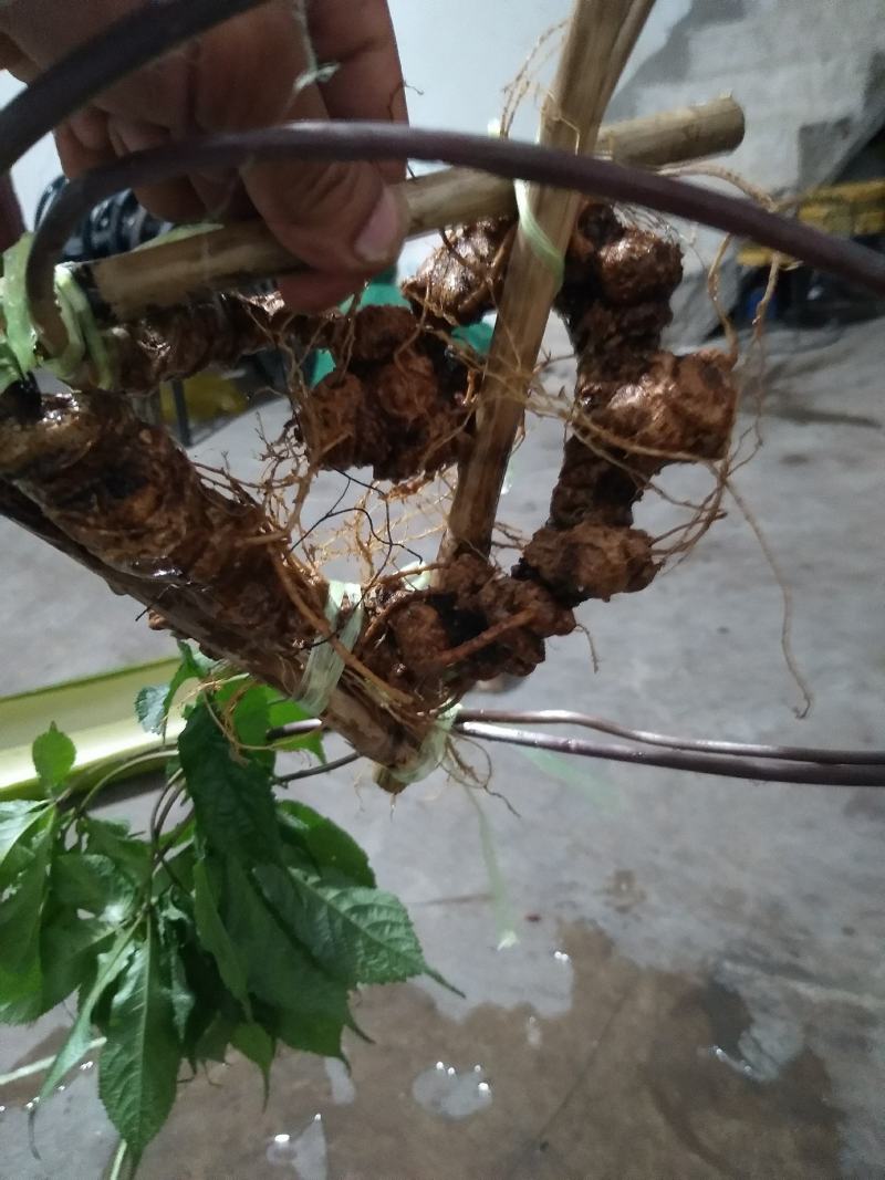 黑三七苗也叫红三七，假一赔十