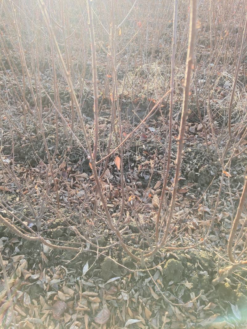 小桃红山樱桃工程苗开原市瑞信苗圃