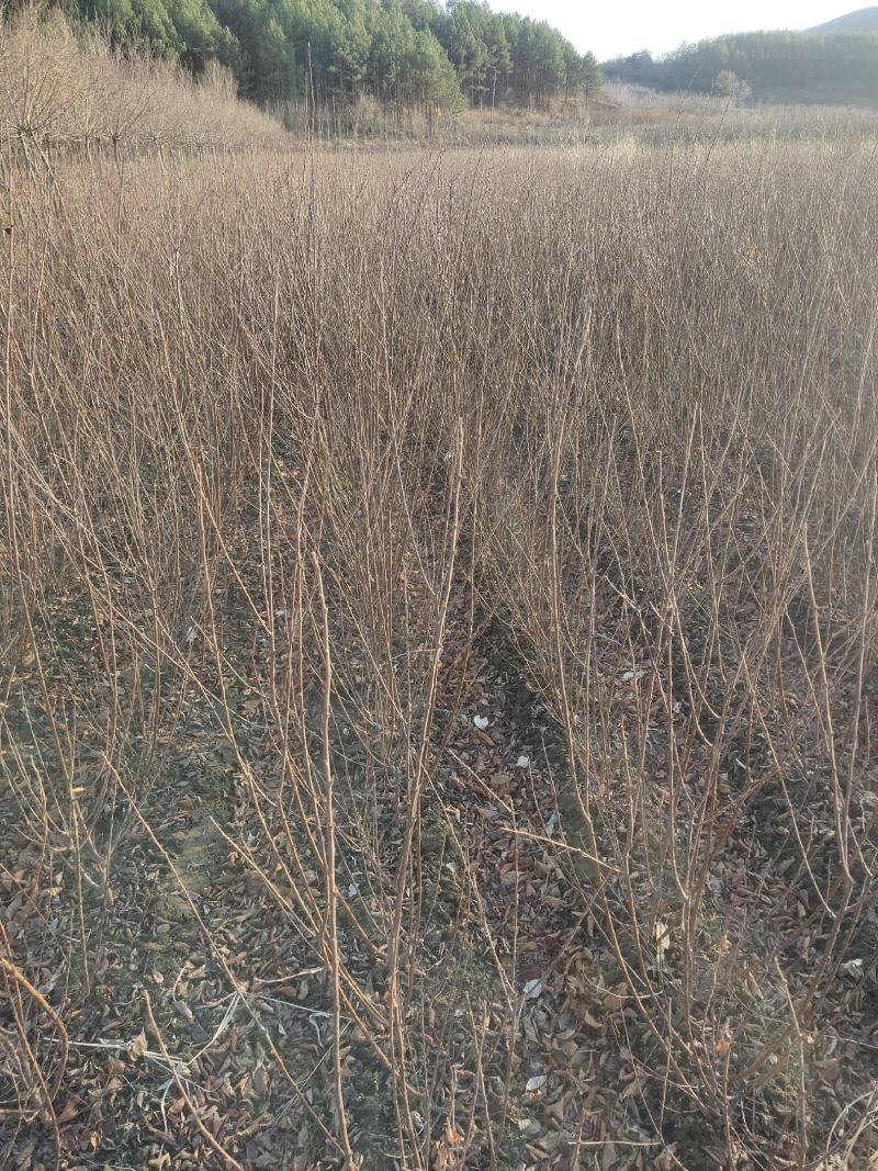 小桃红山樱桃工程苗开原市瑞信苗圃