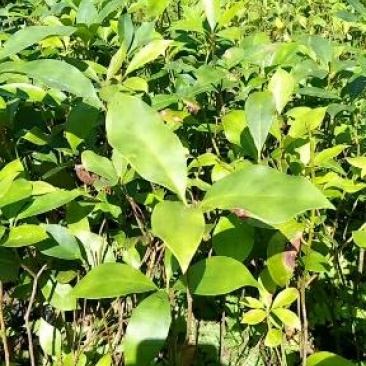 八角树苗八角苗嫁接苗