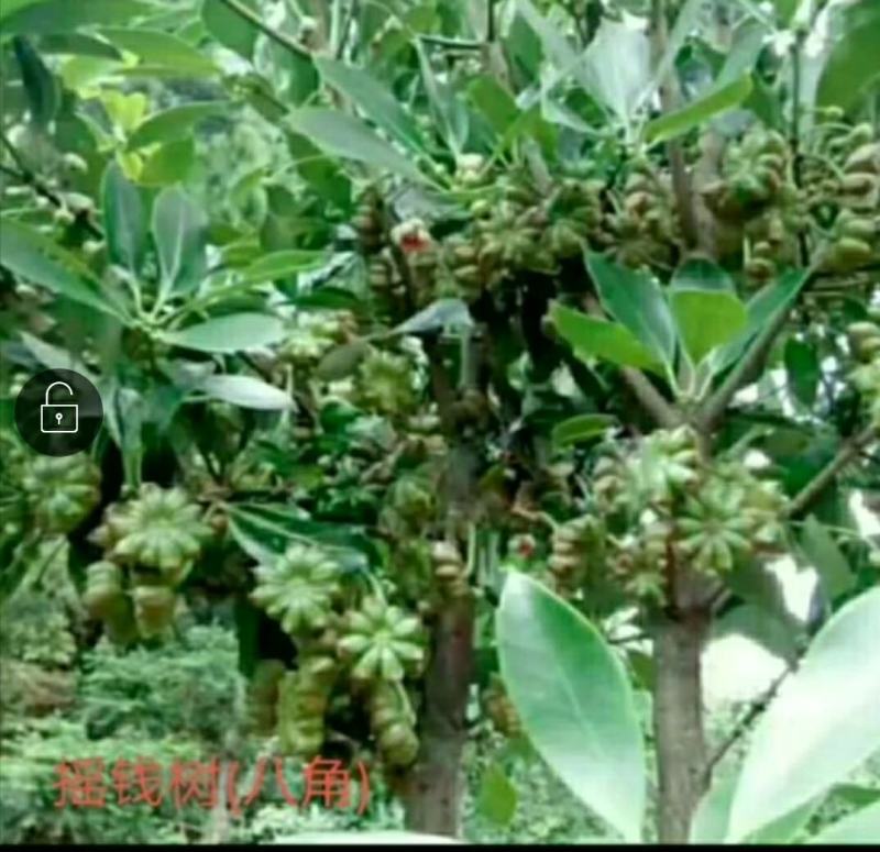 八角树苗八角苗嫁接苗