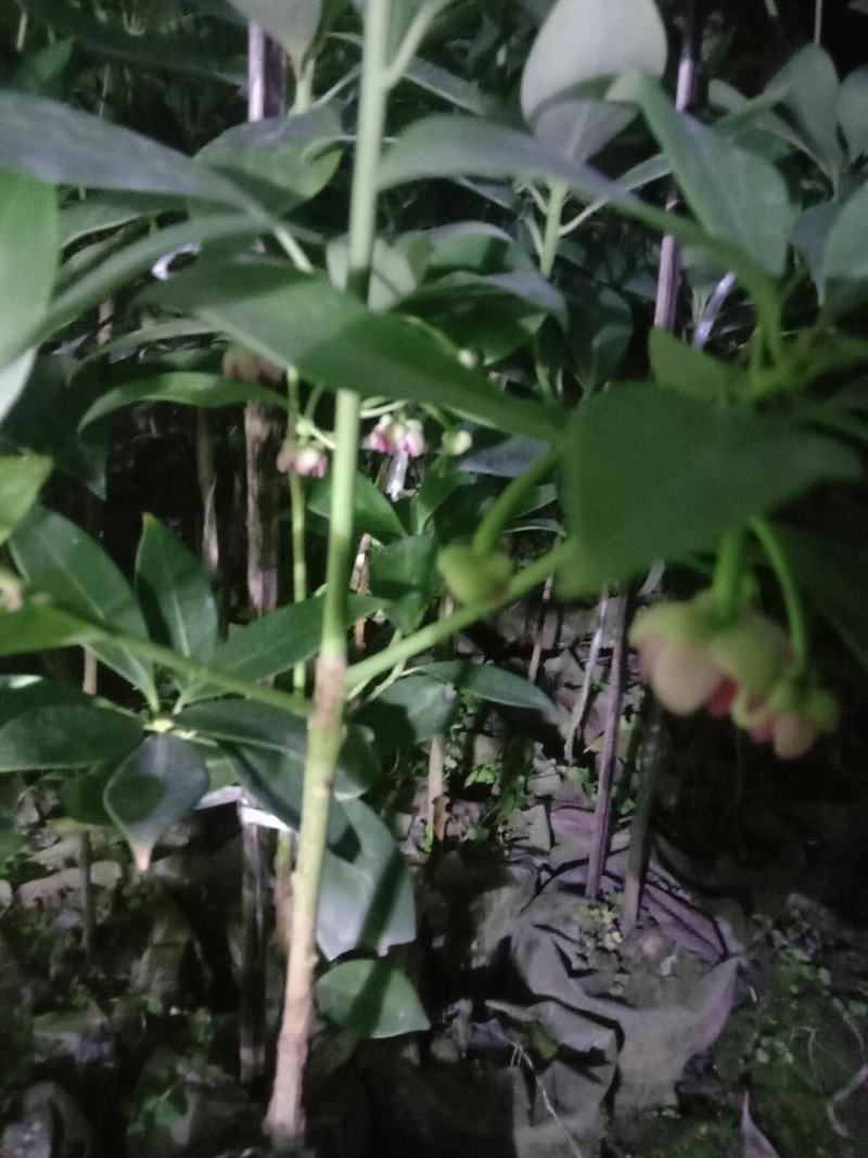 八角树苗八角苗嫁接苗