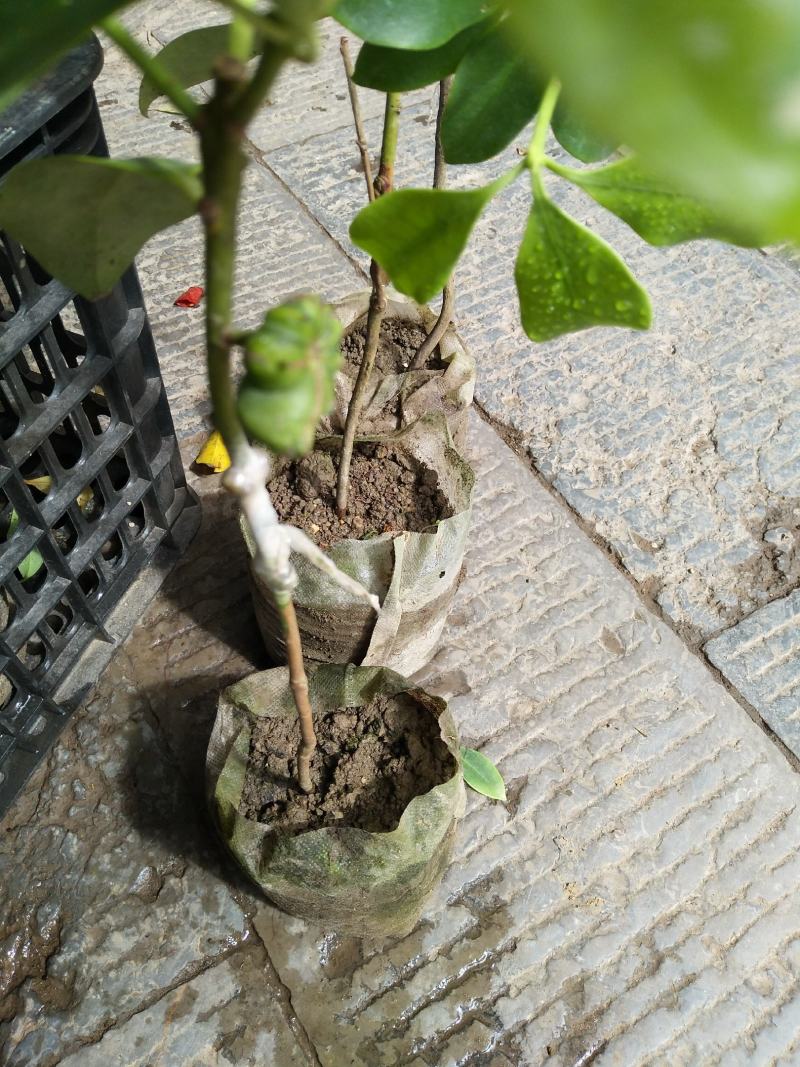 八角树苗八角苗嫁接苗