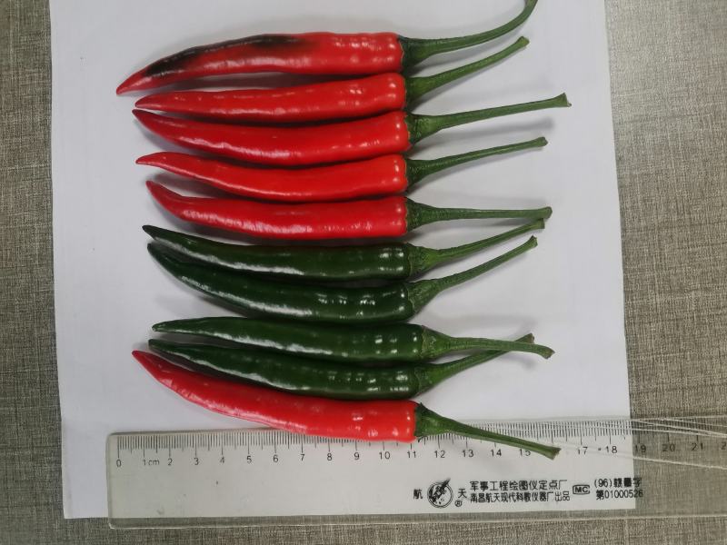 朝天椒种子辣椒种子种子