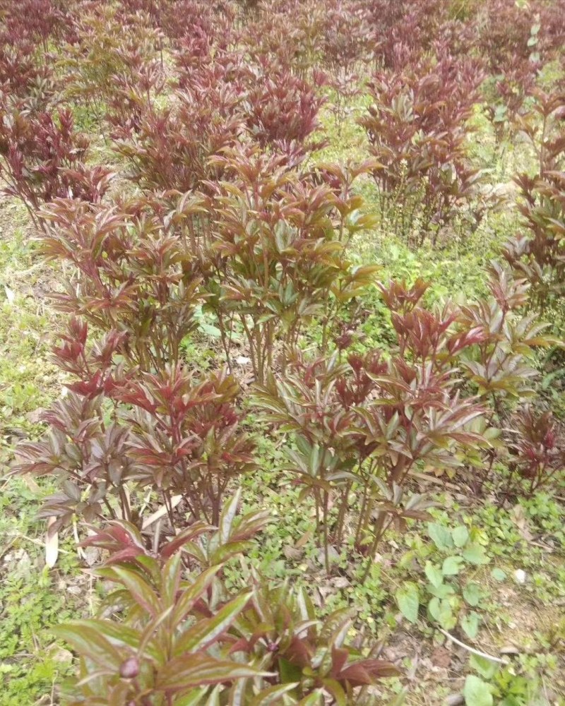 石菖蒲苗种苗，有白大石菖蒲，小石菖蒲种苗，量大从优