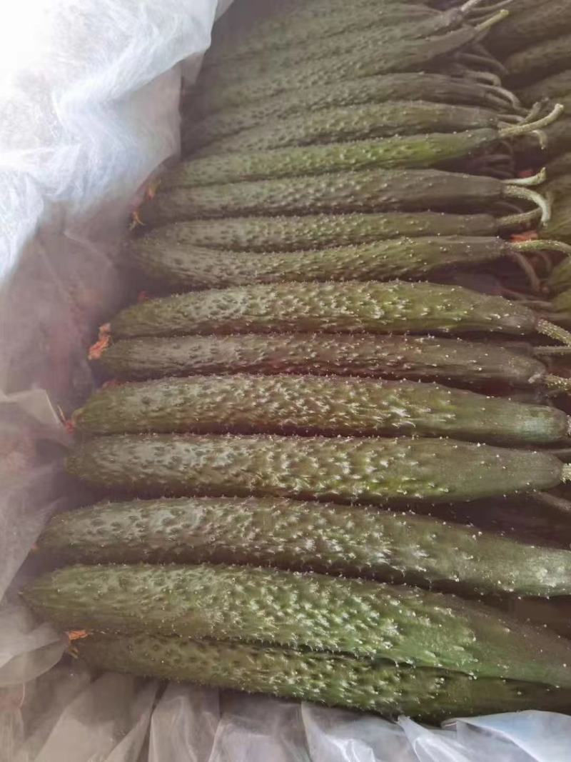 【精品】黑油亮密刺黄瓜基地直供，专业商超对接。