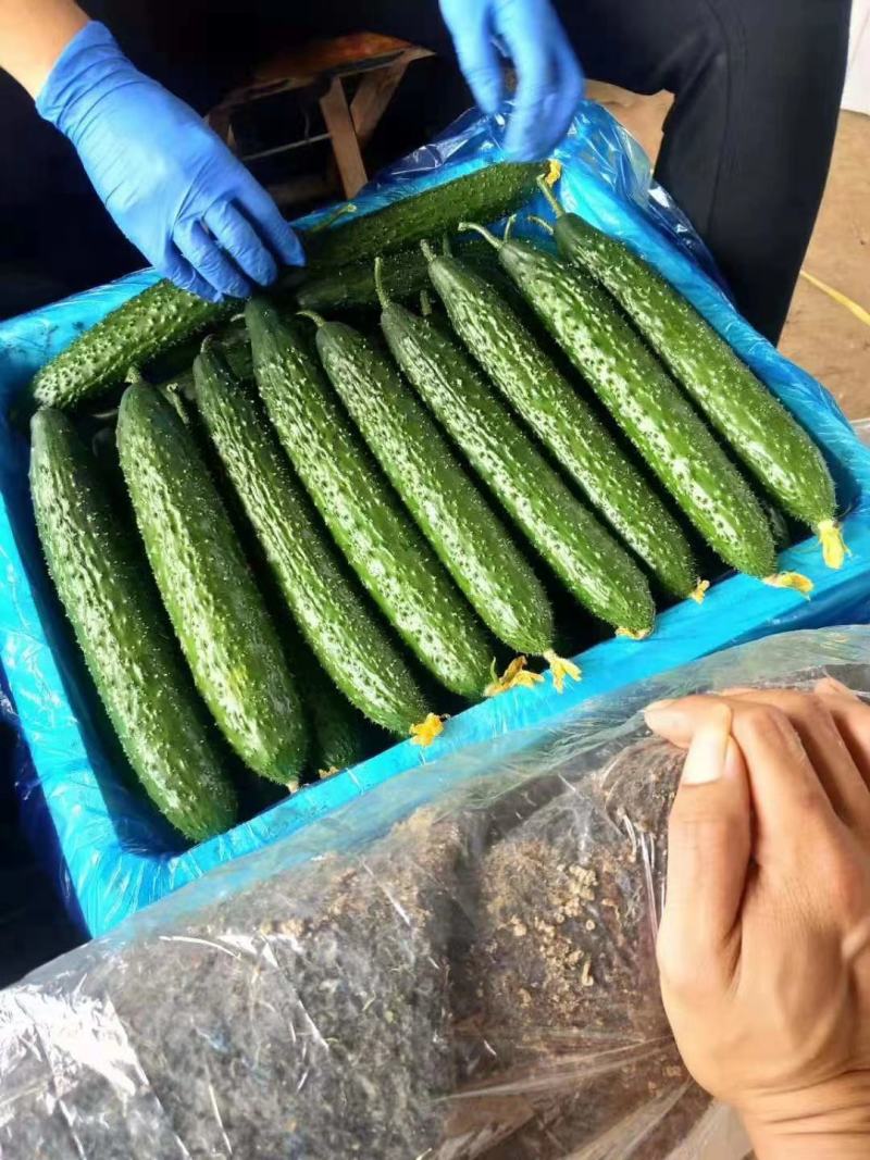 【精品】黑油亮密刺黄瓜基地直供，专业商超对接。