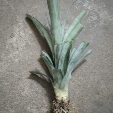 本人专注各种苗木菠萝苗和凤梨苗等等果苗类