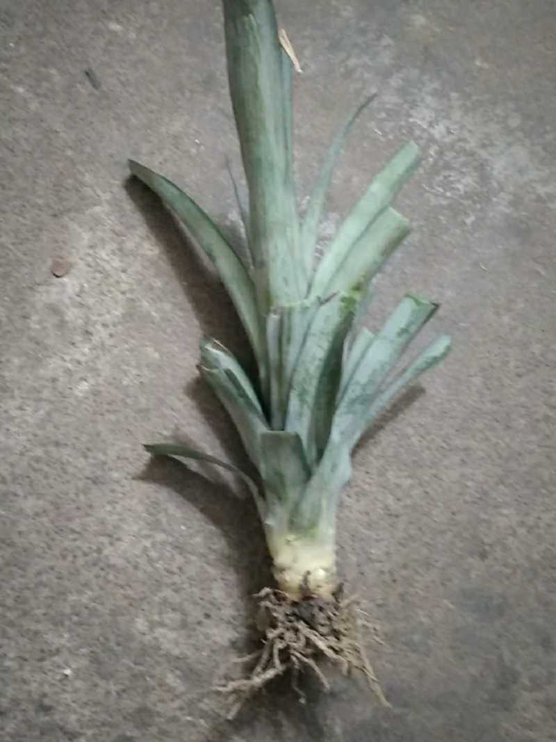 本人专注各种苗木菠萝苗和凤梨苗等等果苗类