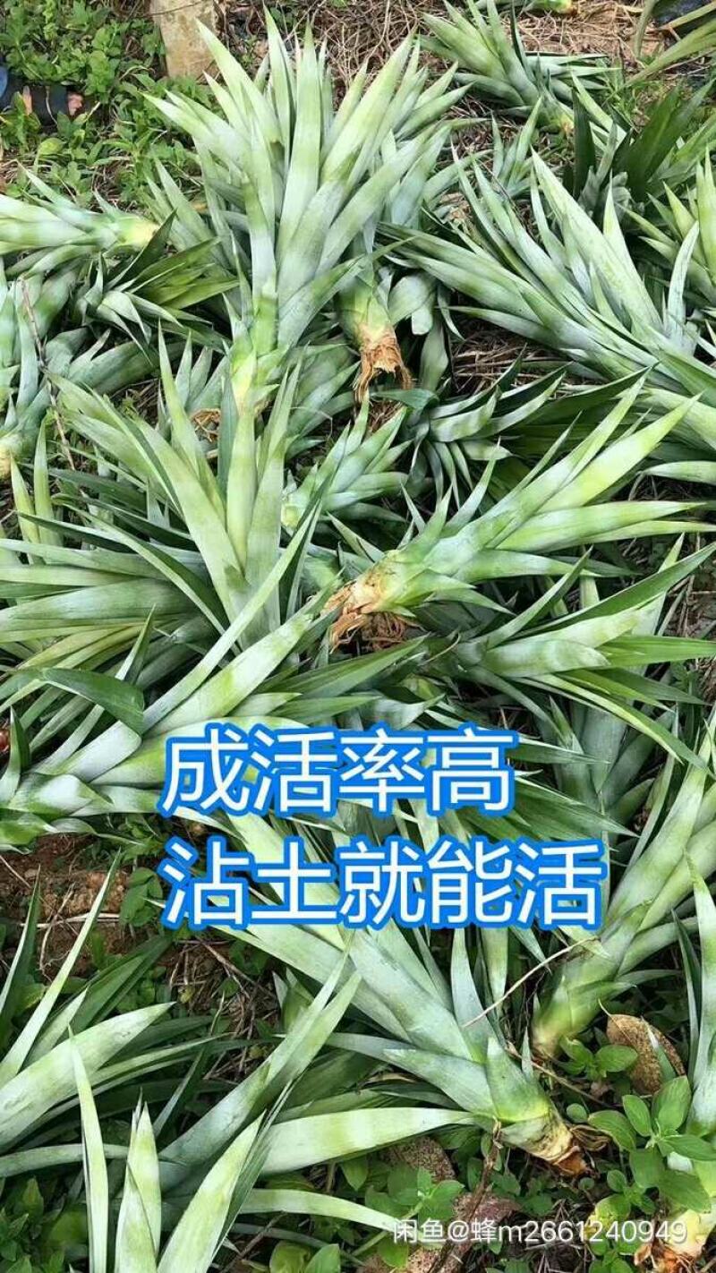 本人专注各种苗木菠萝苗和凤梨苗等等果苗类