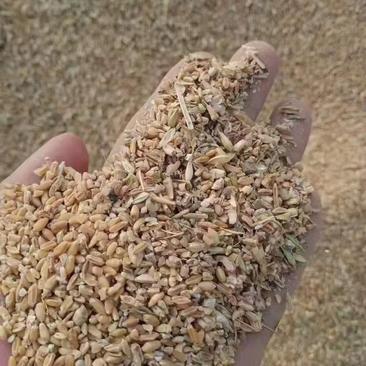 碎小麦，水分14个左右，霉变1%欢迎选购