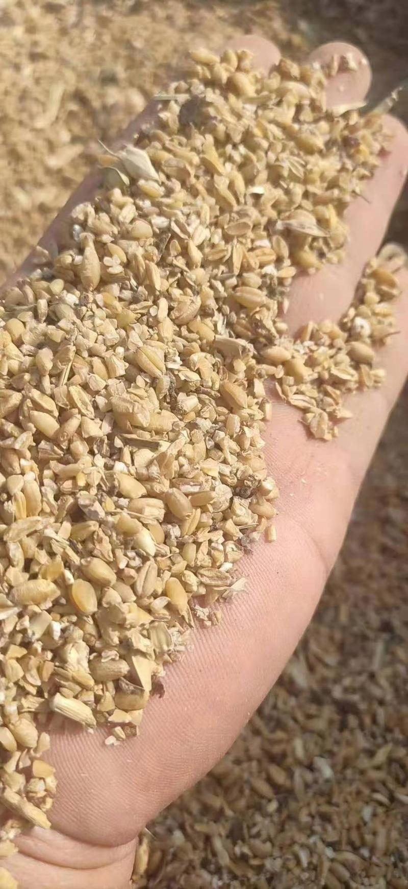 碎小麦，水分14个左右，霉变1%欢迎选购